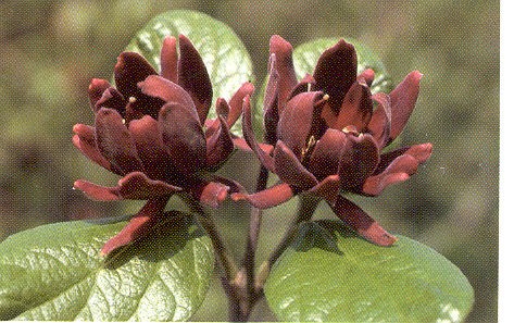 Sweetshrub Bloom