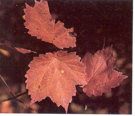 Viburnum Maple Leaf (Fall Color)