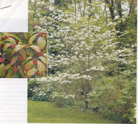 Dogwood (and Berries)